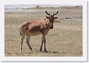 07IntoNgorongoro - 099 * Hartebeest.